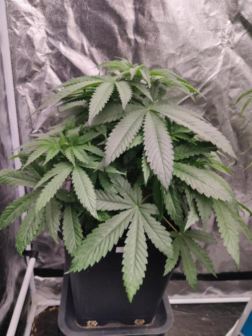 Honey Fried Bananas Anesia Seeds. Week 5 - Honey Fried Bananas (Anesia Seeds)