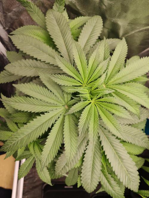 Honey Fried Bananas Anesia Seeds. Week 5 - Honey Fried Bananas (Anesia Seeds)