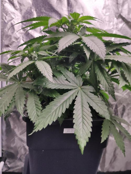 Honey Fried Bananas Anesia Seeds. Week 5 - Honey Fried Bananas (Anesia Seeds)