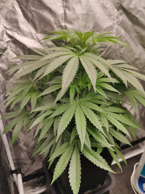 Privileged Baddie Anesia Seeds. Week 5 - Privileged Baddie (Anesia Seeds)