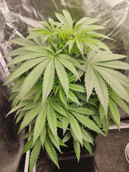 Privileged Baddie Anesia Seeds. Week 5 - Privileged Baddie (Anesia Seeds) 