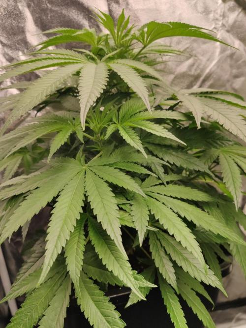 Privileged Baddie Anesia Seeds. Week 5 - Privileged Baddie (Anesia Seeds)
