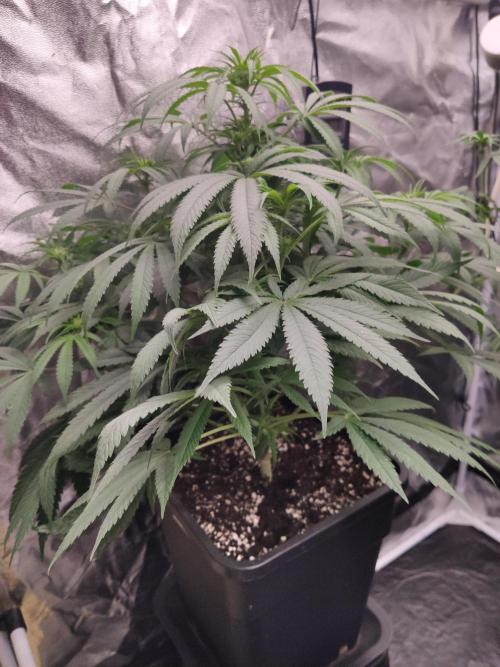 Privileged Baddie Anesia Seeds. Week 6 - Privileged Baddie (Anesia Seeds)
