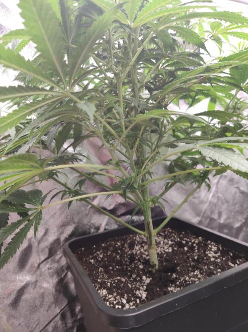 Privileged Baddie Anesia Seeds. Week 6 - Privileged Baddie (Anesia Seeds) 