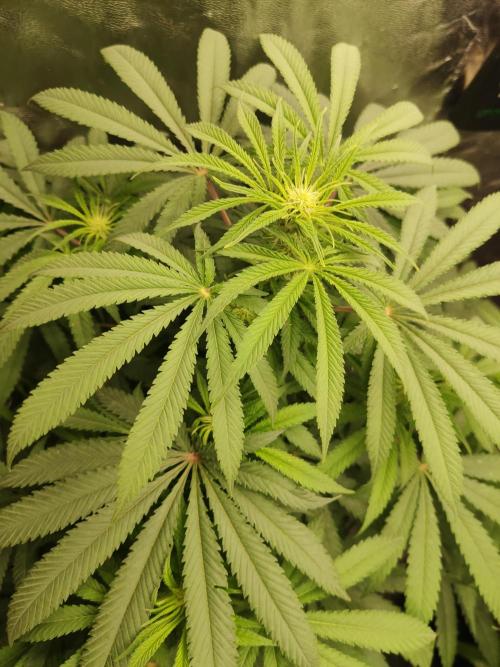 Privileged Baddie Anesia Seeds. Week 6 - Privileged Baddie (Anesia Seeds)