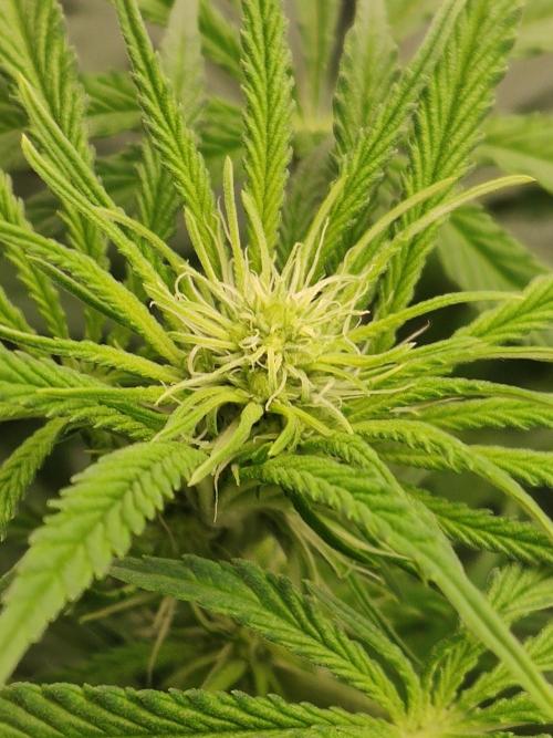 Privileged Baddie Anesia Seeds. Week 6 - Privileged Baddie (Anesia Seeds)