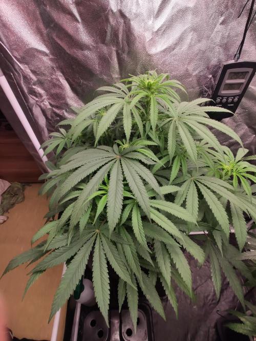 Privileged Baddie Anesia Seeds. Week 6