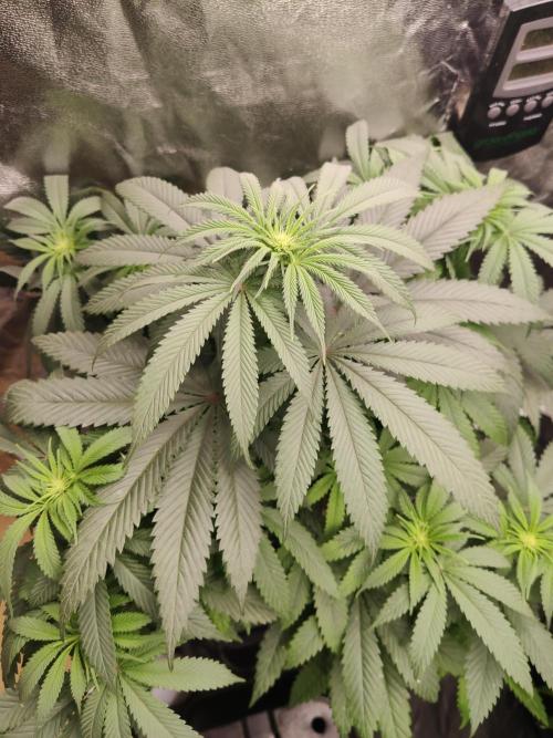 Honey Fried Bananas Anesia Seeds. Week 6 - Honey Fried Bananas (Anesia Seeds)