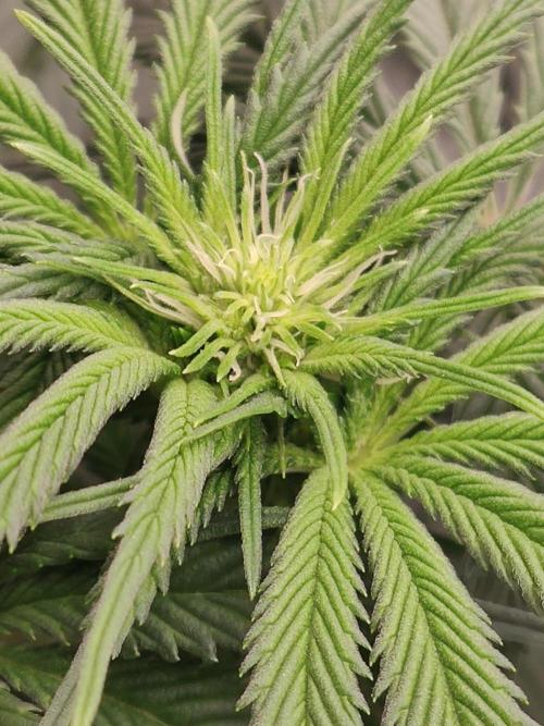 Honey Fried Bananas Anesia Seeds. Week 6 - Honey Fried Bananas (Anesia Seeds)