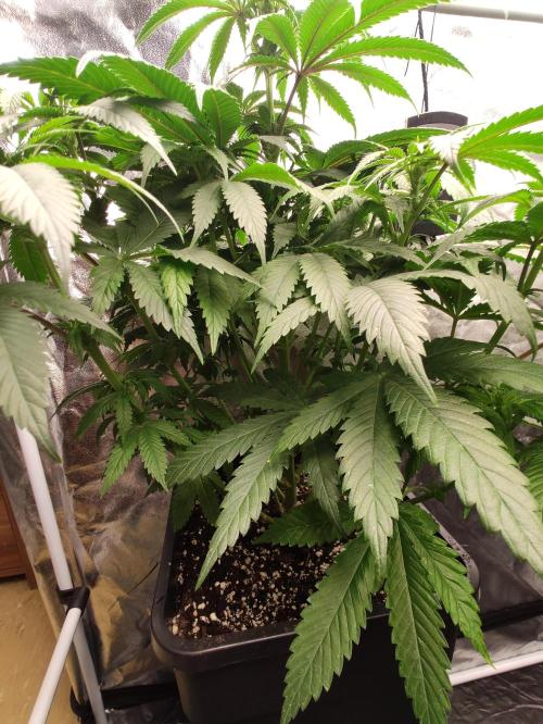 Honey Fried Bananas Anesia Seeds. Week 6 - Honey Fried Bananas (Anesia Seeds)