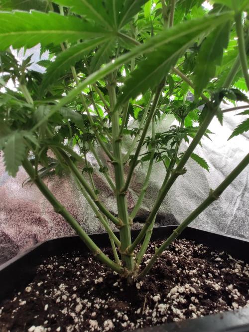 Honey Fried Bananas Anesia Seeds. Week 6 - Honey Fried Bananas (Anesia Seeds)