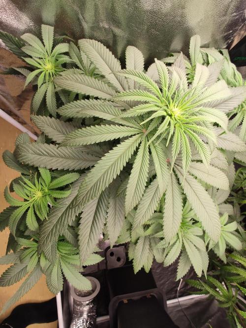 Honey Fried Bananas Anesia Seeds. Week 6 - Honey Fried Bananas (Anesia Seeds)