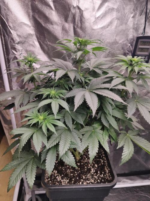 Gelato Dream Anesia Seeds. Week 6 - Gelato Dream (Anesia Seeds)