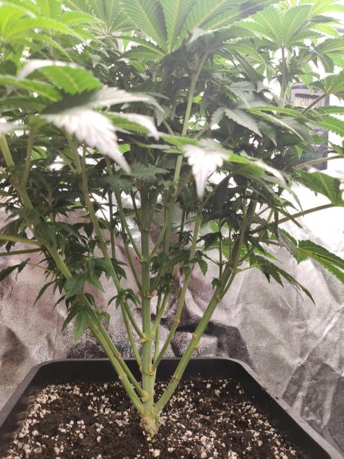 Gelato Dream Anesia Seeds. Week 6 - Gelato Dream (Anesia Seeds)