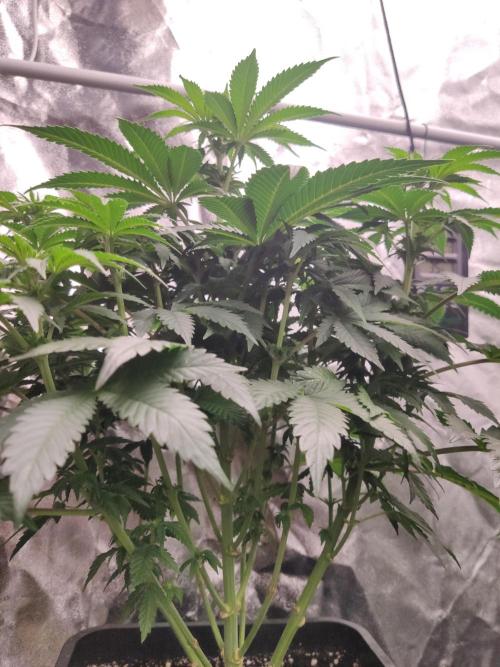 Gelato Dream Anesia Seeds. Week 6 - Gelato Dream (Anesia Seeds)