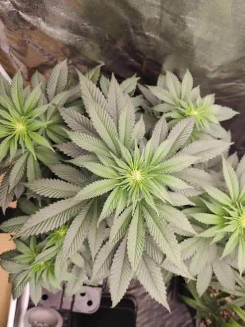 Gelato Dream Anesia Seeds. Week 6 - Gelato Dream (Anesia Seeds)