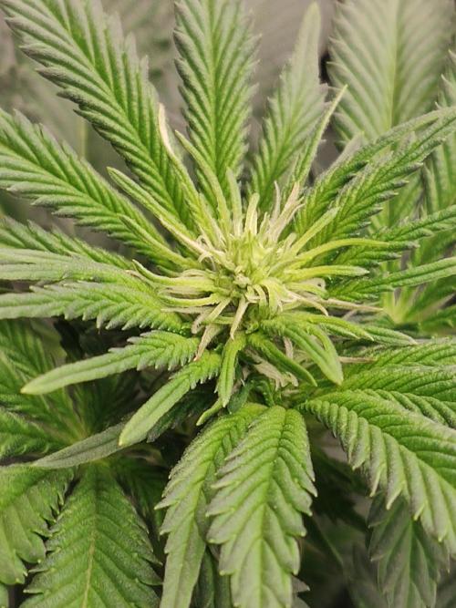 Gelato Dream Anesia Seeds. Week 6 - Gelato Dream (Anesia Seeds)