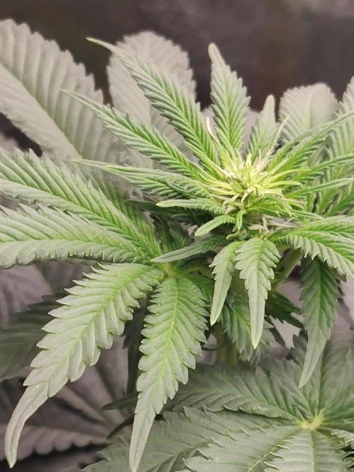 Gelato Dream Anesia Seeds. Week 6 - Gelato Dream (Anesia Seeds)