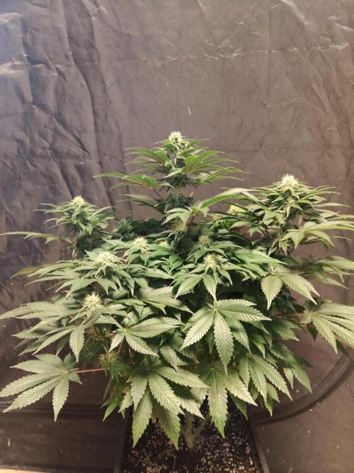 Gelato Dream Anesia Seeds. Week 8 - Gelato Dream (Anesia Seeds)