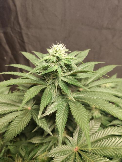 Gelato Dream Anesia Seeds. Week 8 - Gelato Dream (Anesia Seeds)