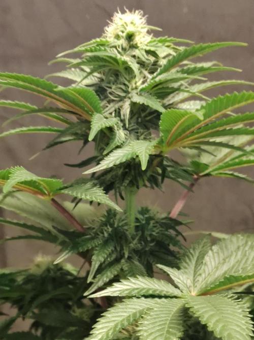 Gelato Dream Anesia Seeds. Week 8 - Gelato Dream (Anesia Seeds)