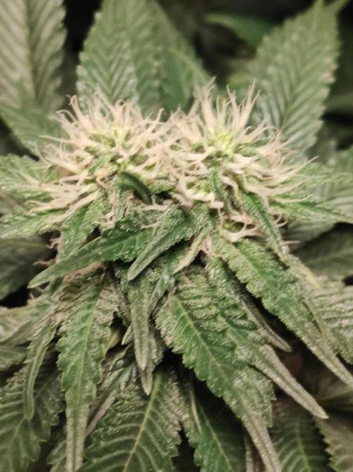 Gelato Dream Anesia Seeds. Week 8 - Gelato Dream (Anesia Seeds) 
Mit einer lustigen Mutation 