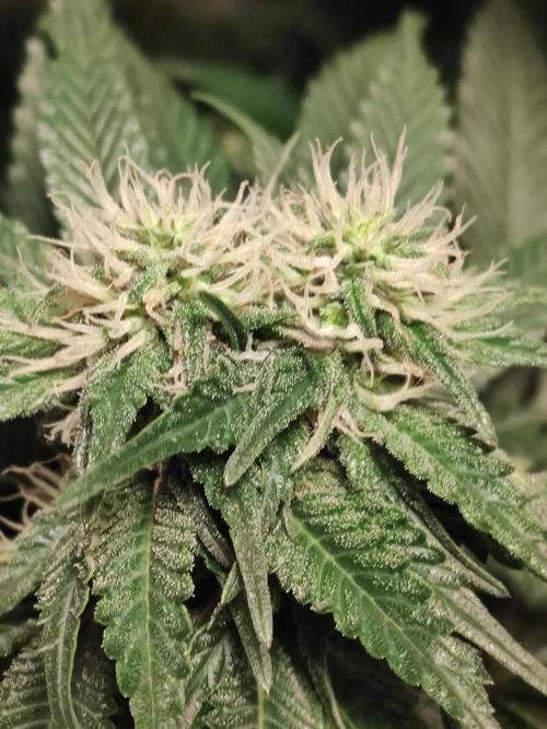 Gelato Dream Anesia Seeds. Week 8 - Gelato Dream (Anesia Seeds)
Lustiger Doppelkopfmutant