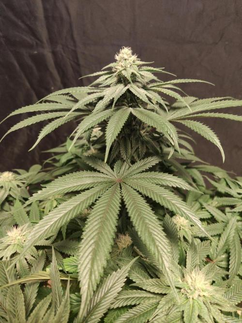 Honey Fried Bananas Anesia Seeds. Week 8 - Honey Fried Bananas (Anesia Seeds)