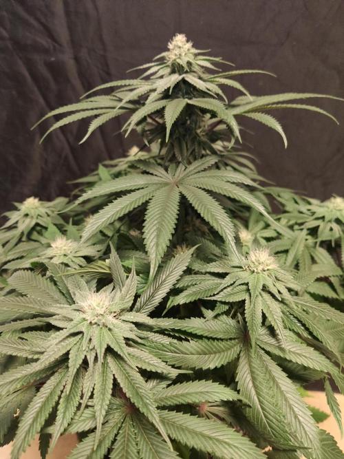 Honey Fried Bananas Anesia Seeds. Week 8 - Honey Fried Bananas (Anesia Seeds)