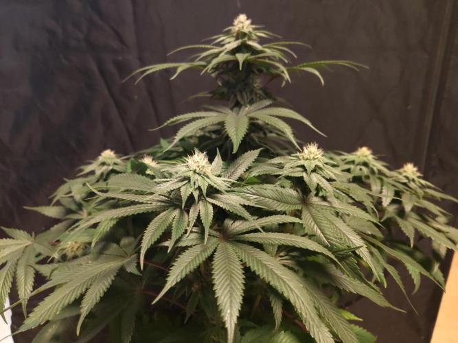 Honey Fried Bananas Anesia Seeds. Week 8 - Honey Fried Bananas (Anesia Seeds)