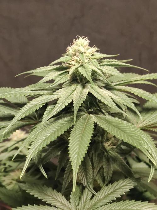 Honey Fried Bananas Anesia Seeds. Week 8 - Honey Fried Bananas (Anesia Seeds)