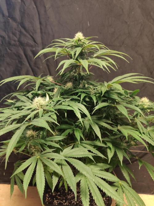 Privileged Baddie Anesia Seeds. Week 8 - Privileged Baddie (Anesia Seeds)