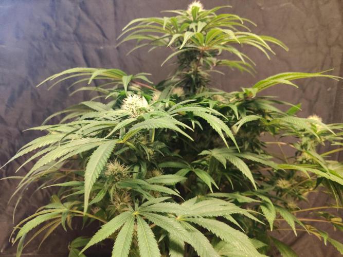 Privileged Baddie Anesia Seeds. Week 8 - Privileged Baddie (Anesia Seeds)