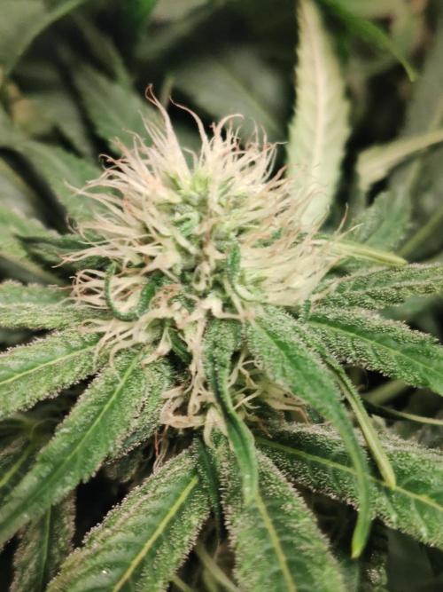 Privileged Baddie Anesia Seeds. Week 8 - Privileged Baddie (Anesia Seeds)