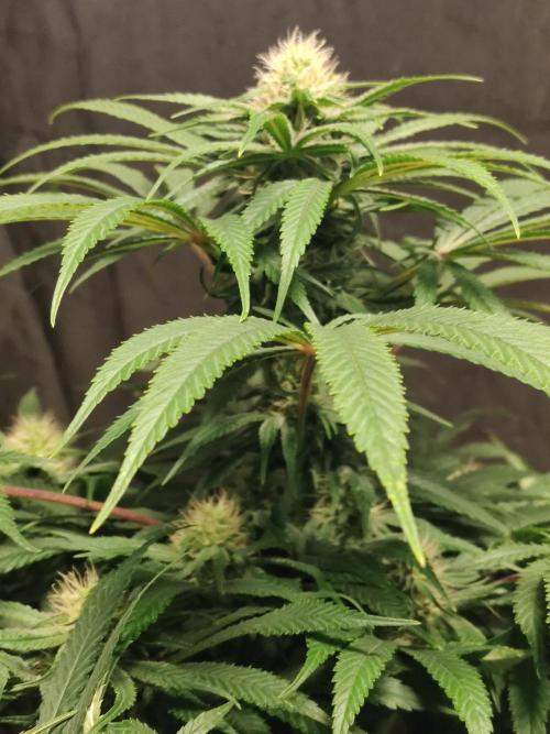 Privileged Baddie Anesia Seeds. Week 8 - Privileged Baddie (Anesia Seeds)