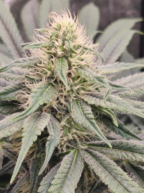 Privileged Baddie Anesia Seeds. Week 9 - Privileged Baddie (Anesia Seeds)