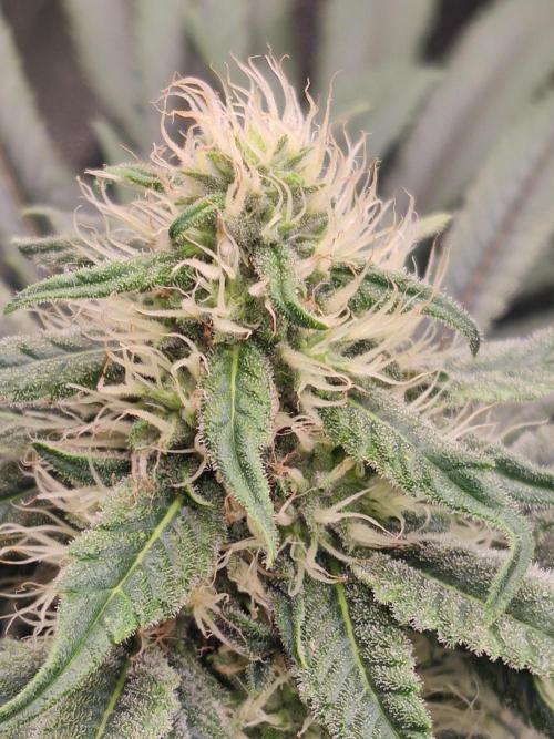 Privileged Baddie Anesia Seeds. Week 9 - Privileged Baddie (Anesia Seeds)