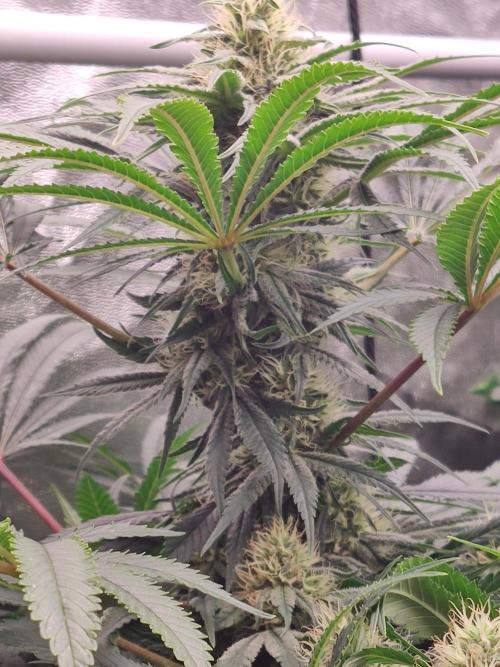 Privileged Baddie Anesia Seeds. Week 9 - Privileged Baddie (Anesia Seeds)