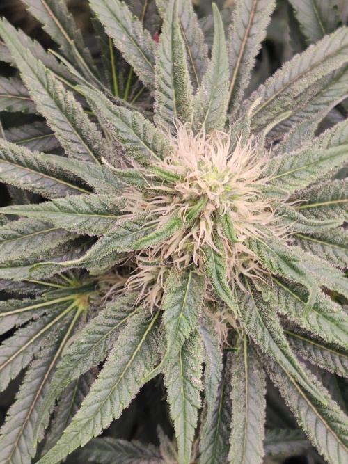 Privileged Baddie Anesia Seeds. Week 9 - Privileged Baddie (Anesia Seeds)