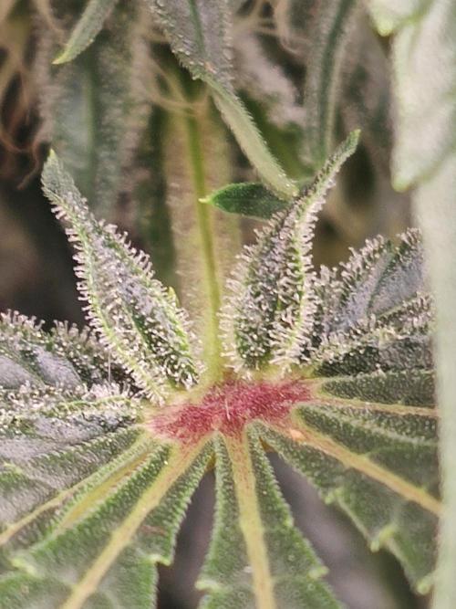 Privileged Baddie Anesia Seeds. Week 9 - Privileged Baddie (Anesia Seeds)