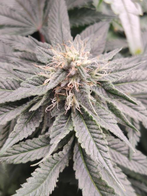 Honey Fried Bananas Anesia Seeds. Week 9 - Honey Fried Bananas (Anesia Seeds)