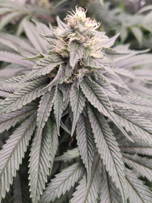 Honey Fried Bananas Anesia Seeds. Week 9 - Honey Fried Bananas (Anesia Seeds)