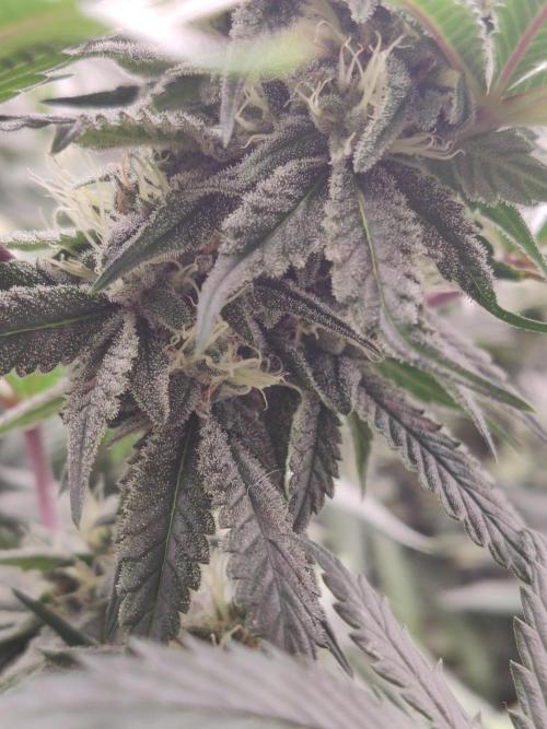 Honey Fried Bananas Anesia Seeds. Week 9 - Honey Fried Bananas (Anesia Seeds)