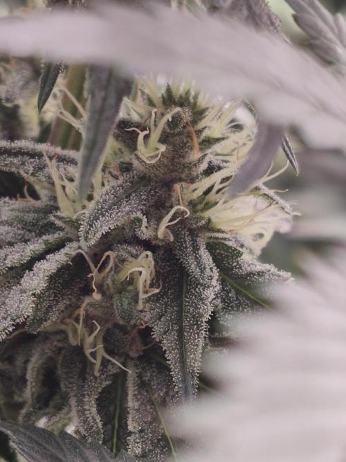 Honey Fried Bananas Anesia Seeds. Week 9 - Honey Fried Bananas (Anesia Seeds)