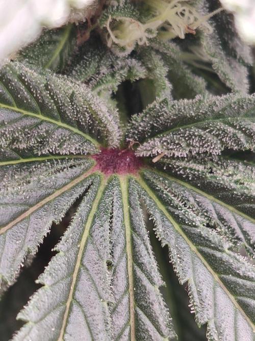 Honey Fried Bananas Anesia Seeds. Week 9 - Honey Fried Bananas (Anesia Seeds)