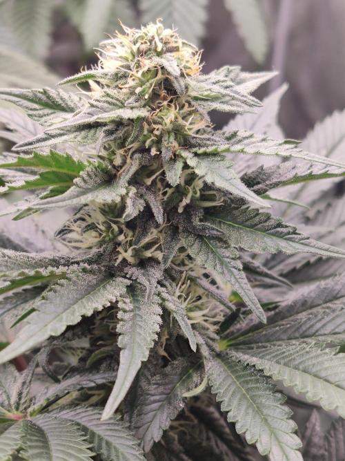 Gelato Dream Anesia Seeds. Week 9 - Gelato Dream (Anesia Seeds)