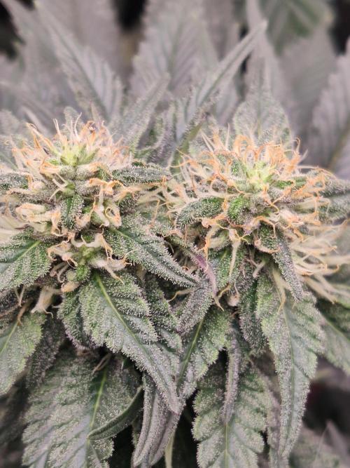 Gelato Dream Anesia Seeds. Week 9 - Gelato Dream (Anesia Seeds)