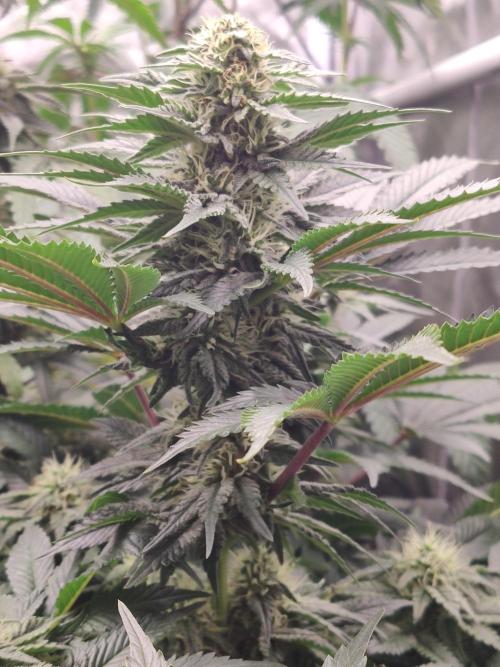 Gelato Dream Anesia Seeds. Week 9 - Gelato Dream (Anesia Seeds)