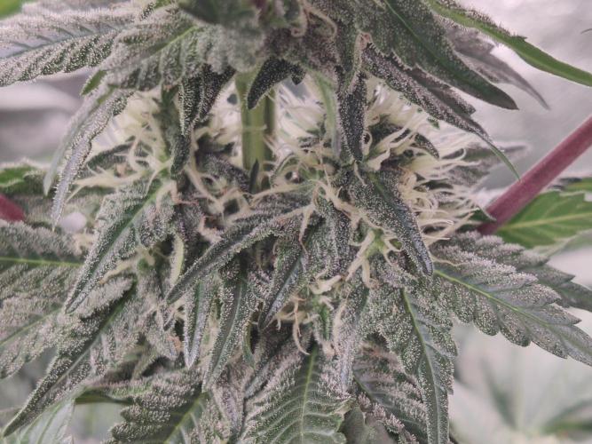 Gelato Dream Anesia Seeds. Week 9 - Gelato Dream (Anesia Seeds)