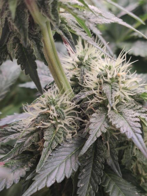 Gelato Dream Anesia Seeds. Week 9 - Gelato Dream (Anesia Seeds)